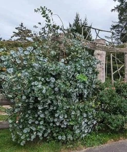 Kintzley's Ghost® Honeysuckle Vine 9 Kintzley's Ghost® Honeysuckle Vine -Outdoor Garden Care Shop kintzkeys ghost honeysucke 3