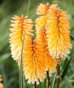 Dwarf Red Hot Poker 13 Dwarf Red Hot Poker -Outdoor Garden Care Shop kniphofia triangularis dwarf red hot poker