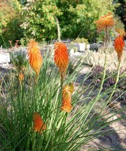 Dwarf Red Hot Poker 12 Dwarf Red Hot Poker -Outdoor Garden Care Shop kniphofia trangularis mike daavy
