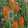 Dwarf Red Hot Poker -Outdoor Garden Care Shop kniphofia triangularis biennial aster