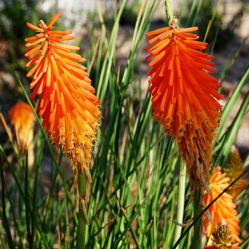 Dwarf Red Hot Poker 6 Dwarf Red Hot Poker - Image 4