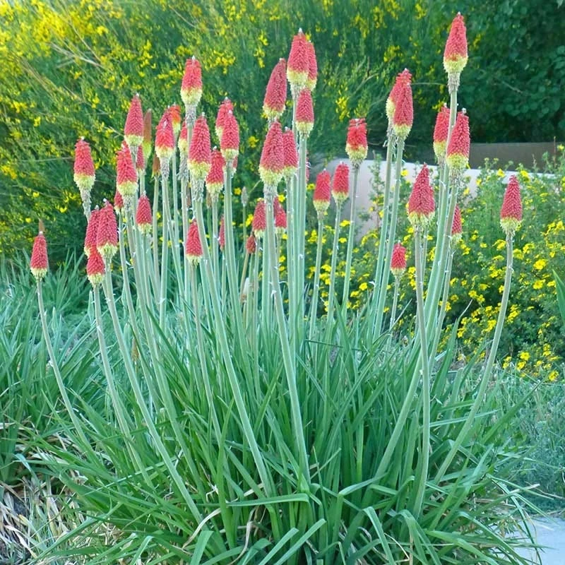 Pfitzer Red Hot Poker Mix 4 Pfitzer Red Hot Poker Mix - Image 2