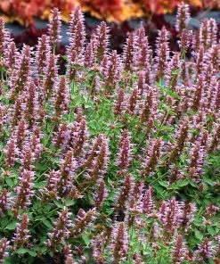 Kudos™ Silver Blue Agastache