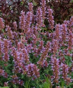 Kudos™ Silver Blue Agastache -Outdoor Garden Care Shop kudos silver blue agastache 3