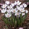 Lady Killer Snow Crocus -Outdoor Garden Care Shop lady killer snow crocus