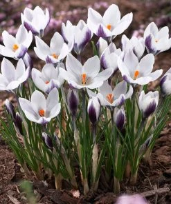 Lady Killer Snow Crocus