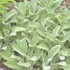 Helen Von Stein Lamb's Ear -Outdoor Garden Care Shop lambs ear helen von stein walters garden 2