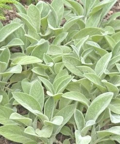 Helen Von Stein Lamb's Ear