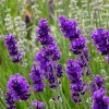FlowerKisser® After Midnight English Lavender 1 FlowerKisser® After Midnight English Lavender -Outdoor Garden Care Shop lavander angustifolia after midnight 2 cc cropped 2