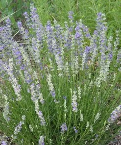 FlowerKisser® Delft Blue & White English Lavender