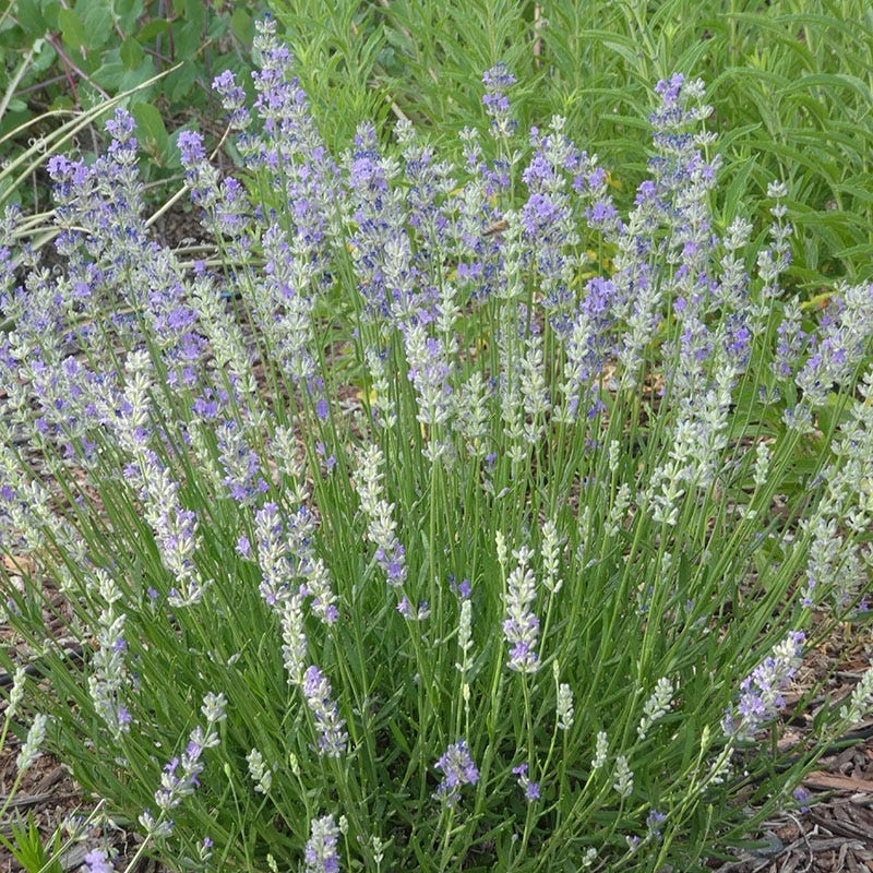 FlowerKisser® Delft Blue & White English Lavender 3 FlowerKisser® Delft Blue & White English Lavender