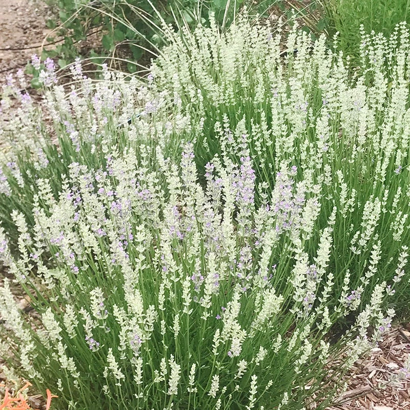 FlowerKisser® Delft Blue & White English Lavender 6 FlowerKisser® Delft Blue & White English Lavender - Image 4