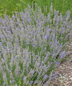 FlowerKisser® Delft Blue & White English Lavender 11 FlowerKisser® Delft Blue & White English Lavender -Outdoor Garden Care Shop lavandula angustifolia flowerkisser delft blue and white whole plant garden