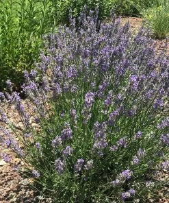 FlowerKisser® Delft Blue & White English Lavender 9 FlowerKisser® Delft Blue & White English Lavender -Outdoor Garden Care Shop lavandula angustifolia flowerkisser delft blue white flowers