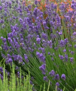 Munstead Violet English Lavender