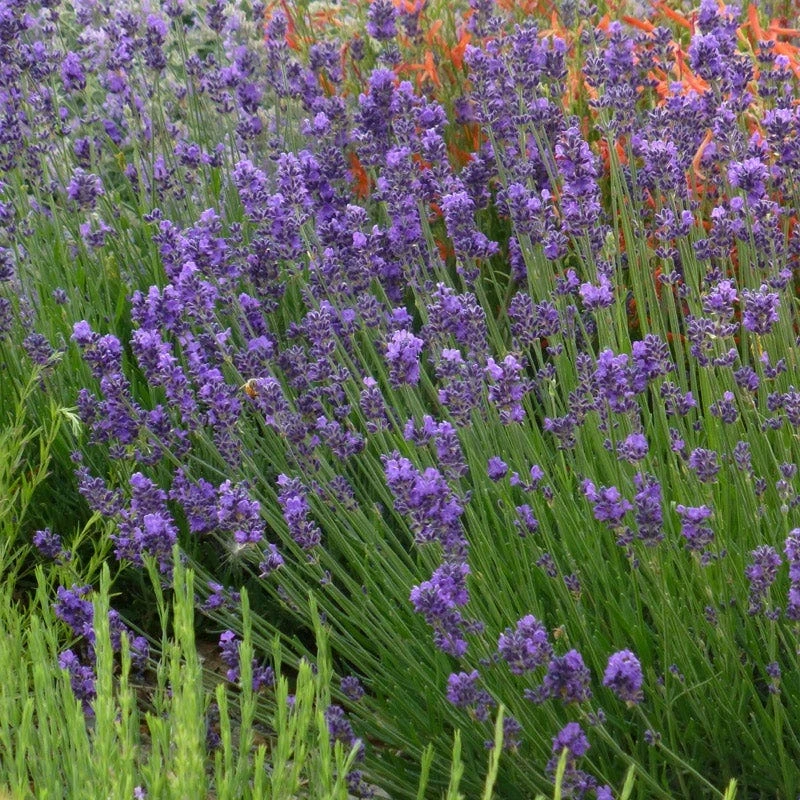 Munstead Violet English Lavender 3 Munstead Violet English Lavender