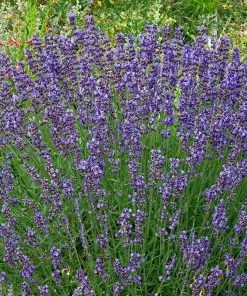 Vera English Lavender -Outdoor Garden Care Shop lavandula angustifolia vera cc 1
