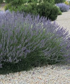 Grosso French Lavender 7 Grosso French Lavender -Outdoor Garden Care Shop lavandula grosso 63152 web 3 1 1