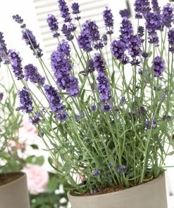 Hidcote Blue English Lavender 7 Hidcote Blue English Lavender -Outdoor Garden Care Shop lavandula hidcote lavender pot 1
