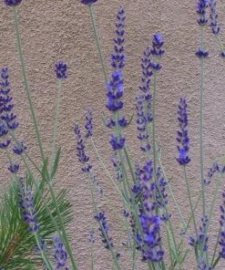 Gros Bleu French Lavender -Outdoor Garden Care Shop lavandula inter gros bleu close up 1