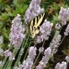 Miss Katherine English Lavender -Outdoor Garden Care Shop lavandula miss katherine lavender swallowtail butterly linda bosshart 1 1