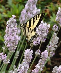 Miss Katherine English Lavender