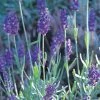 Mitcham Gray English Lavender 2 Mitcham Gray English Lavender -Outdoor Garden Care Shop lavandula mitcham gray 63116 9 2