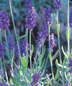 Mitcham Gray English Lavender