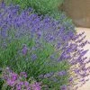 Pastor's Pride English Lavender -Outdoor Garden Care Shop lavandula pastors pride lavender 1 2