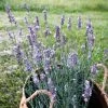 Sensational!™ Lavender -Outdoor Garden Care Shop lavandula sensational lavender