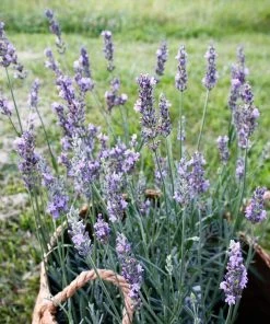 Sensational!™ Lavender