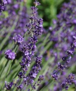Long Blooming Lavender Collection 11 Long Blooming Lavender Collection -Outdoor Garden Care Shop lavandula sharon roberts with bee garden flowers