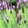 Purple Ribbon Spanish Lavender 2 Purple Ribbon Spanish Lavender -Outdoor Garden Care Shop lavandula stoechas purple ribbon spanish lavendr