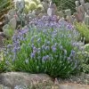 Wee One Dwarf English Lavender 2 Wee One Dwarf English Lavender -Outdoor Garden Care Shop lavandula wee one opuntia echinocereus cropped 2