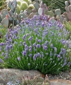 Wee One Dwarf English Lavender