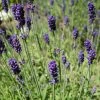 Hidcote Blue English Lavender -Outdoor Garden Care Shop lavandula angustifolia hidcote blue lavender enlgish blue cropped