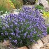 Thumbelina Leigh Dwarf English Lavender -Outdoor Garden Care Shop lavandula angustifolia thumbelina leigh web 1