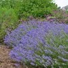 Blue Cushion English Lavender 1 Blue Cushion English Lavender -Outdoor Garden Care Shop lavandula blue cushion garden 10958 3