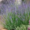 Gros Bleu French Lavender -Outdoor Garden Care Shop lavandula intermedia 63156 1 web 5
