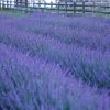 Phenomenal Lavender -Outdoor Garden Care Shop lavandula phenomenal lavender in field 2