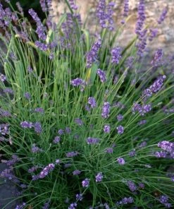 Sharon Roberts English Lavender -Outdoor Garden Care Shop lavandula sharon roberts 1 1 1
