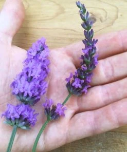 Sensational!™ Lavender -Outdoor Garden Care Shop lavender phenomenal flower hand