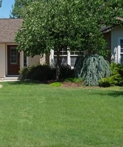 Legacy® Buffalo Grass Plugs