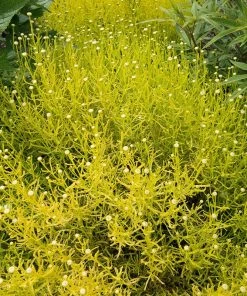 Lemon Fizz Santolina