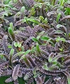 Platt's Black Brass Buttons (Leptinella)