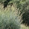 Great Basin Wildrye -Outdoor Garden Care Shop leymus cinereus close up plant select great basin wildrye