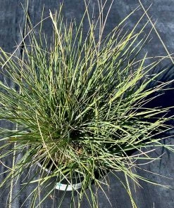 Basin Junior Wildrye -Outdoor Garden Care Shop leymus salinus basin junior growing