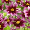 Li'l Bang™ Starstruck Coreopsis 2 Li'l Bang™ Starstruck Coreopsis -Outdoor Garden Care Shop li l bang starstruck coreopsis pink magenta