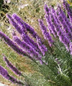 Summer Dreams Pre-Planned Garden -Outdoor Garden Care Shop liatris punctata 2 1