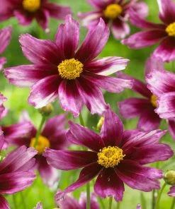 Butterfly Paradise Pre-Planned Cottage Garden 18 Butterfly Paradise Pre-Planned Cottage Garden -Outdoor Garden Care Shop lil bang starstruck coreopsis pink magenta